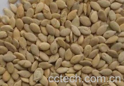 炒冬瓜子的做法与功效-0