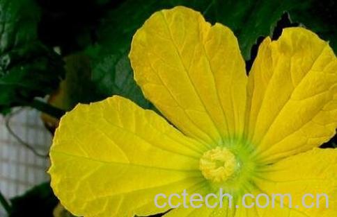 冬瓜花的功效与作用-0