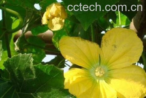 冬瓜花的功效与作用-1