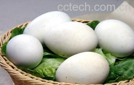 怎样腌制大雁蛋-1