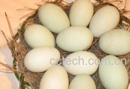 怎样腌制大雁蛋-0