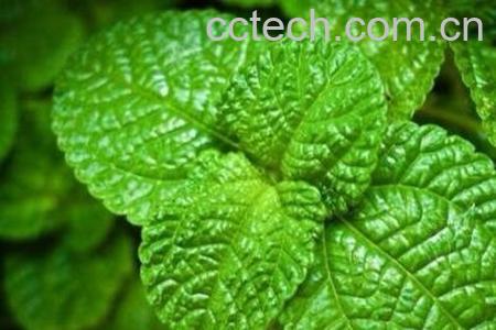 薄荷叶怎么吃 新鲜薄荷叶的食用方法-1