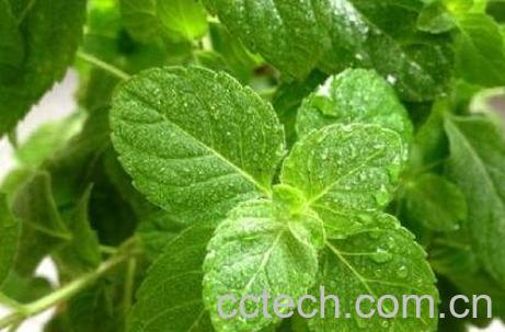薄荷叶怎么吃 新鲜薄荷叶的食用方法-0