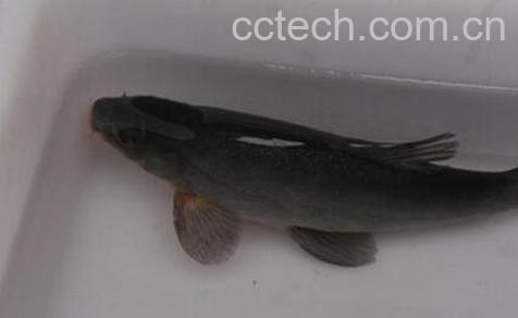 花鲢鱼如何养 花鲢鱼的最佳养殖方法-0