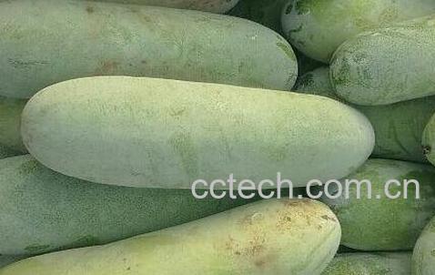 毛冬瓜的功效与作用-0