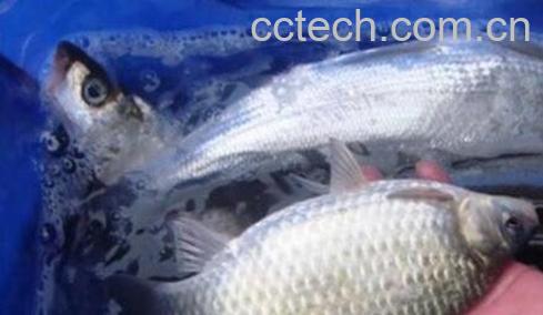 花鲢鱼如何养 花鲢鱼的最佳养殖方法-1