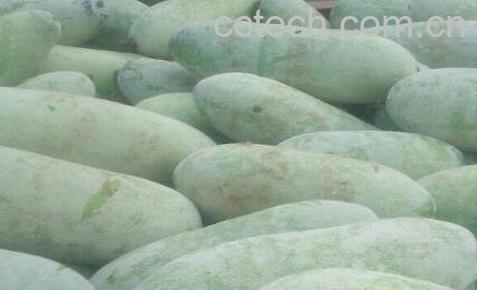 毛冬瓜的功效与作用-1