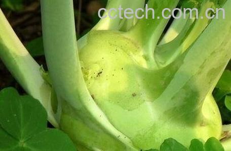  芥兰头怎样腌制-1