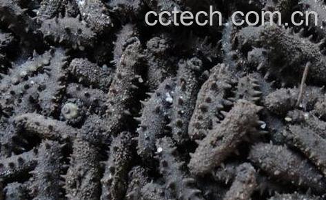 盐渍海参如何保存-0