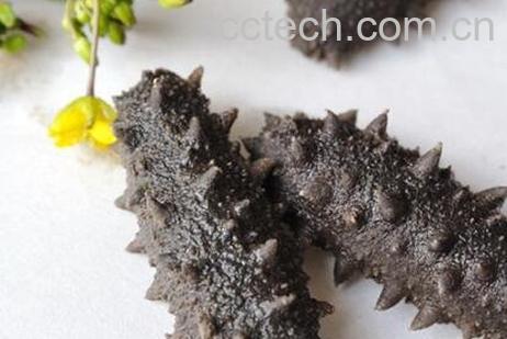 盐渍海参如何保存-1