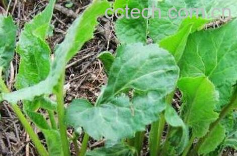 大耳朵菜的功效与作用-0