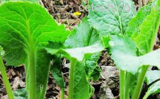 大耳朵菜的功效与作用-1