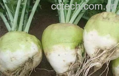 怎样土法腌制辣菜疙瘩-1