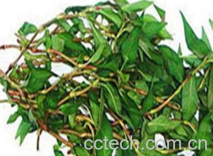 香柳菜的功效与作用-0