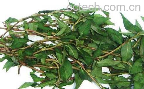 香柳菜的功效与作用-1