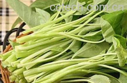 通心菜的功效与作用-0