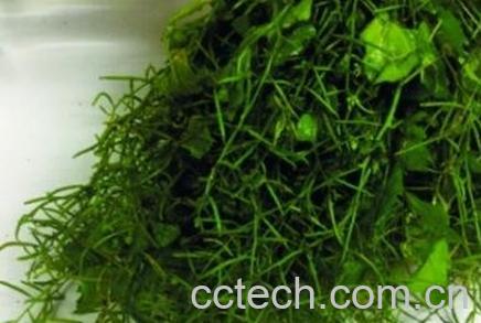 野葛菜的作用与功效-0