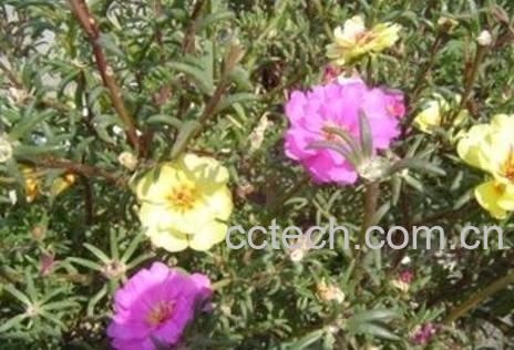 蚂蚱菜的功效与作用-1