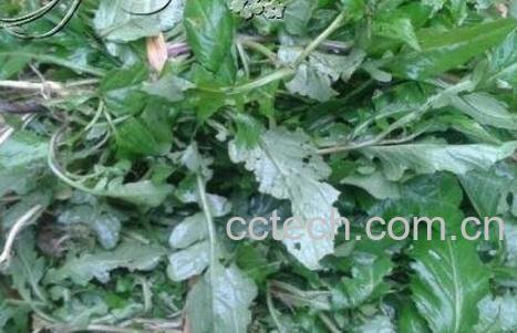 野葛菜的作用与功效-1