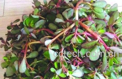 蚂蚱菜的功效与作用-0