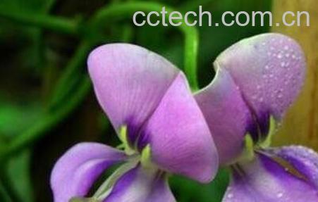 豇豆花的作用与功效-1