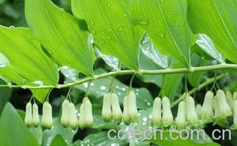 笔管菜的功效与作用-1