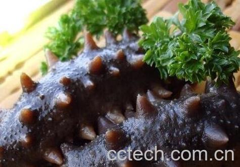 海参怎么吃 海参的简单最佳吃法-0