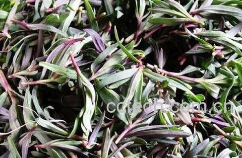 麻杂菜的功效与作用-1