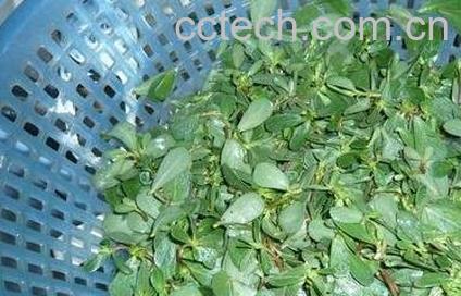 麻杂菜的功效与作用-0