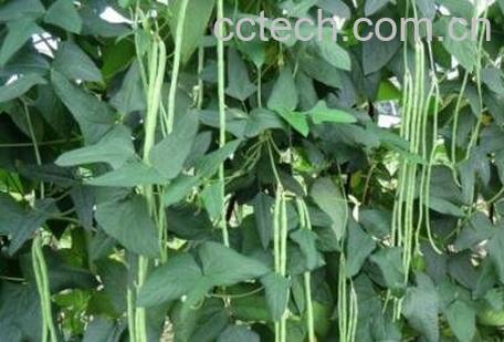  豇豆根的药用功效-0