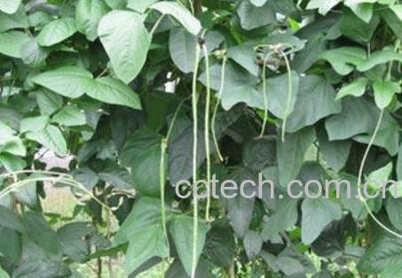  豇豆根的药用功效-1