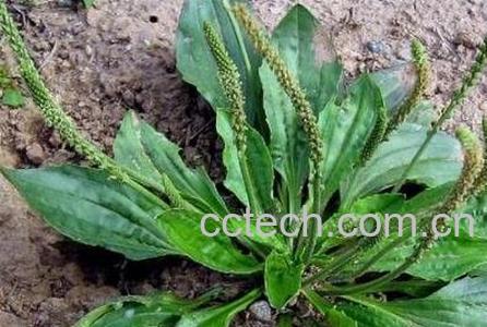 车轱辘菜的功效与作用-1