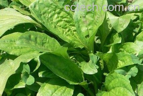 车轱辘菜的功效与作用-0