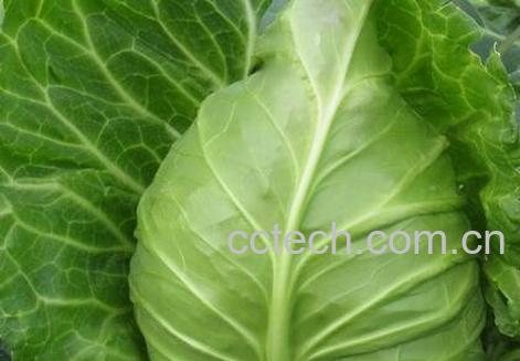 牛心菜的功效与作用-0