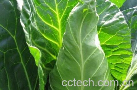 牛心菜的功效与作用-1