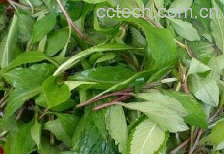 大苦菜的功效与作用-0