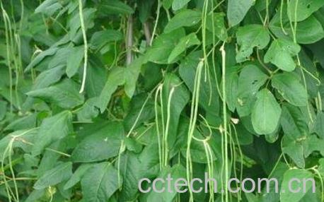 豇豆的营养价值有哪些-1