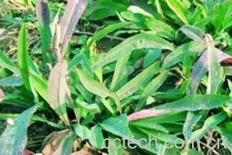 大苦菜的功效与作用-1