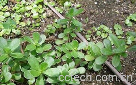 马菜的功效与作用-1