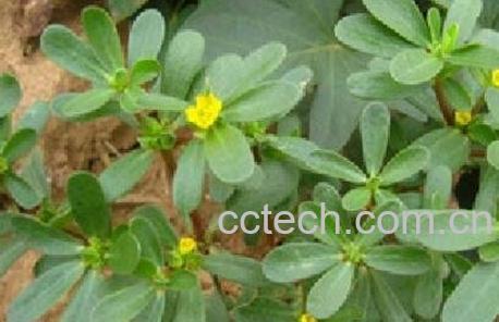 马菜的功效与作用-0