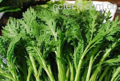 菊花菜的作用与功效-0