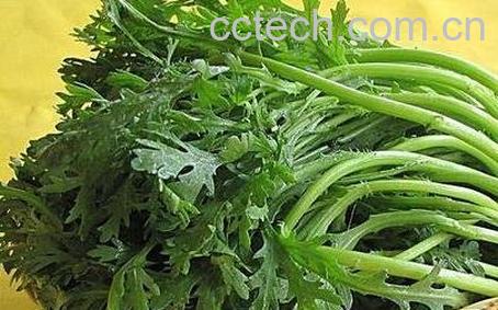 菊花菜的作用与功效-1