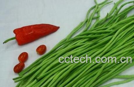 豇豆和豆角的区别-1