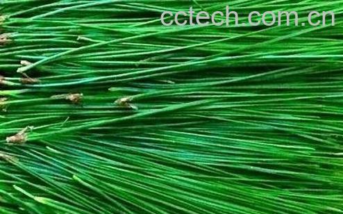 松针菜的功效与作用-1