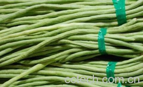 豇豆和豆角的区别-0