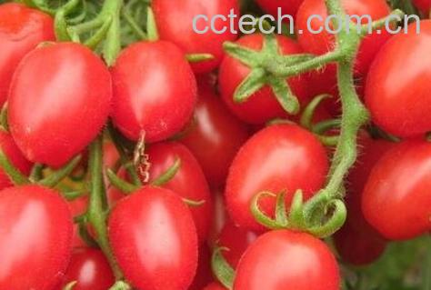 千禧果的营养价值及功效-1