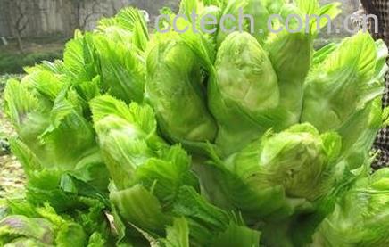 马儿菜的功效与作用-1