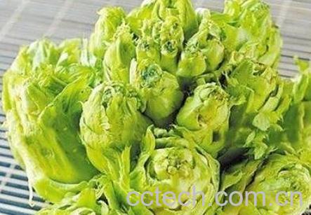 马儿菜的功效与作用-0