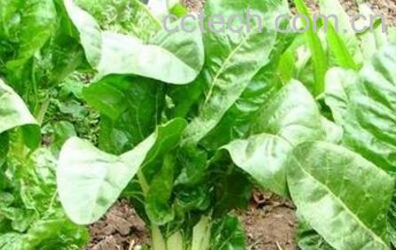 q达菜的功效与作用-1