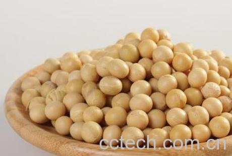 圆黄豆和扁黄豆的区别-0